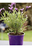 Videolu Yoğun Kokulu Mor Lavanta Angustifolia Fidanı 30 Adet Saksılı/tüplü 10-20cm (LAVENDER)