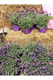 Videolu Yoğun Kokulu Mor Lavanta Angustifolia Fidanı 30 Adet Saksılı/tüplü 10-20cm (LAVENDER)