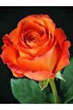 Videolu Yediveren Aşılı Kokulu Turuncu Gül Fidanı (50 80 CM) Saksılı Aşılı Gül Orange Rose
