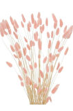 Kurutulmuş Pembe Renk Pamuk Otu Demeti 50-60 Dal Pink Lagurus (30-35Cm)