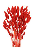 Kırmızı Pamuk Otu Kuru Çiçek 50-60 Dal Red Lagurus Tavşan Kulağı 30-40cm