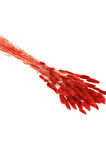 Kırmızı Pamuk Otu Kuru Çiçek 50-60 Dal Red Lagurus Tavşan Kulağı 30-40cm