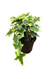 Alacalı Hedera Helix Duvar Ağaç Sarmaşığı 1 ADET Saksılı 20-40cm+Para Yeşim Çiçeği