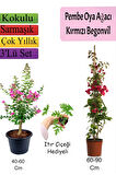 Pembe Oya Ağacı+Kırmızı  Begonvil+ ITIR Çiçeği Hediyeli