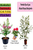 Pembe Oya Ağacı+ Alacalı Beyaz Benjamin+ Pembe Gül Fidanı Hediyeli