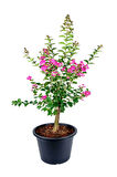 Pembe Oya Ağacı+ Alacalı Beyaz Benjamin+ Pembe Gül Fidanı Hediyeli