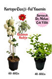 Kartopu Çiçeği 1 ADET+Kokulu Ful Yasemin1ADET+Kırmızı Gazanya Hediyeli Saksılı Bahçe Seti