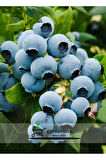 Gerçek Yaban Mersini Fidanı Bloxi Cinsi 1 ADET Saksılı/Tüplü 40-60cm(Blueberry)