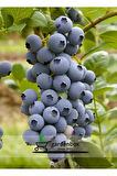 Erkenci Bloxi Cinsi Yaban Mersini Meyve Fidanı 1 ADET Saksılı/Tüplü 40-60CM Blueberry