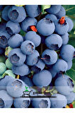 Mavi Yemiş Blueberry Yaban Mersini Fidanı 40-60cm Tüplü/Saksılı Bloxi Türü