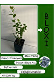 Mavi Yemiş Blueberry Yaban Mersini Fidanı 40-60cm Tüplü/Saksılı Bloxi Türü