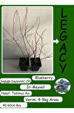 Bluberry Mavi Yemiş Yaban Mersini Fidanı 40-60cm Legacy Türü 1 ADET Saksılı/Tüplü