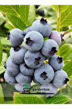 Yaban Mersini 2'Lİ Set Reka-Bloxi Cinsi Saksılı/Tüplü 40-60cm Blueberry