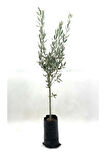 Zeytin Fidanı  2 Yaş 70-80 cm Bol Verimli