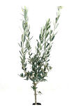 Zeytin Fidanı  2 Yaş 70-80 cm Bol Verimli
