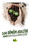 Tayfi Üzüm Fidanı 2 Yaş 40 Cm 60 Cm Bol Verimli