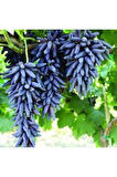 Tüplü Üzüm Fidanı( Cadı Parmağı) 1 Yaşında Aşılı Yüksek Verimli