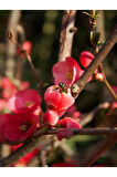 Japon Ayvası (japanese Quince) Bol Çiçekli Süs Bitkisi Aşılı Meyve Fidanı