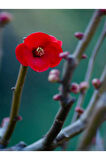 Japon Ayvası (japanese Quince) Bol Çiçekli Süs Bitkisi Aşılı Meyve Fidanı