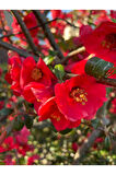 Japon Ayvası (japanese Quince) Bol Çiçekli Süs Bitkisi Aşılı Meyve Fidanı
