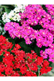Videolu Kırmızı Kalanchoe Çiçeği Kalanşo 1 Adet Saksılı 15-25cm Iç Mekan Ev Ofis Bitkisi