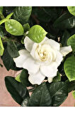 Videolu Kokulu Gardenya Çiçeği 1 Adet Saksılı 30-50cm Ev Ofis Bitkisi ( Jasminoides )