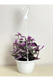 Tradescantia Nanouk (pembe Telgraf Çiçeği)