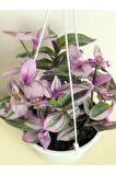 Tradescantia Nanouk (pembe Telgraf Çiçeği)