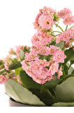 Videolu Kalanchoe Çiçeği 2 Adet Pembe Renk Kalanşo Saksılı/ Tüplü 10-20cm Salon Bitkisi