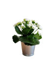 Videolu Beyaz Kalanşo Çiçeği 1 Adet Saksılı 10-20cm Iç Mekan Salon Ev Bitkisi (WHİTE KALANCHOE)