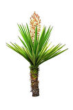Videolu Avize Yukka Çiçeği 1 Adet Saksılı 80-100cm Iç Mekan Ev Ofis Bitkisi (YUCCA)