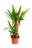 Videolu Avize Yukka Çiçeği 1 Adet Saksılı 80-100cm Iç Mekan Ev Ofis Bitkisi (YUCCA)