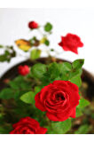 Videolu Yediveren Kırmızı Minyatür Gül Fidanı 1 Adet Saksılı/ Tüplü Iç-dış Mekan Bitkisi (RED ROSE)
