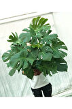 Monstera/deve Tabanı Dolgun Form