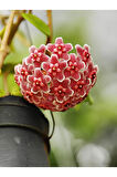 Videolu Pembe Mum Çiçeği Hoya 1 Adet Saksılı/tüplü 10-20cm Iç Mekan Salon Bitkisi(PİNK HOYA CARNOSA)