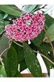 Videolu Pembe Mum Çiçeği Hoya 1 Adet Saksılı/tüplü 10-20cm Iç Mekan Salon Bitkisi(PİNK HOYA CARNOSA)