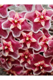 Videolu Pembe Mum Çiçeği Hoya 1 Adet Saksılı/tüplü 10-20cm Iç Mekan Salon Bitkisi(PİNK HOYA CARNOSA)