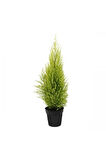 Limon Servi Çamı 35-40 Cm Saksılı