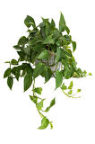 Videolu Pothos Salon Sarmaşığı 1 Adet Saksılı 20-40cm Iç Mekan Ev Salon Bitkisi( Epipremnum Aureum)