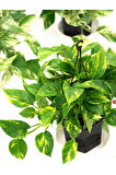 Videolu Pothos Salon Sarmaşığı 1 Adet Saksılı 20-40cm Iç Mekan Ev Salon Bitkisi( Epipremnum Aureum)