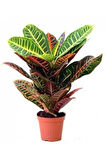 Ithal Croton Petra Kroton 17 Cm Saksıda 60 Cm Ev Bitkisi Ofis Bitki