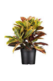 Ithal Croton Petra Kroton 17 Cm Saksıda 60 Cm Ev Bitkisi Ofis Bitki
