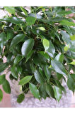 Videolu Benjamin Ficus Bitkisi 1 Adet Saksılı/ Tüplü 80-110cm Iç Mekan Salon Ofis Bitkisi