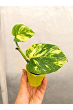 Videolu Sarı Alacalı Pothos Salon Sarmaşığı 1 Adet Mini Saksıda 5-15cm Iç Mekan Bitkisi