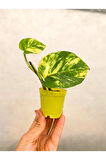 Videolu Sarı Alacalı Pothos Salon Sarmaşığı 1 Adet Mini Saksıda 5-15cm Iç Mekan Bitkisi