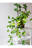 Videolu Sarı Alacalı Pothos Salon Sarmaşığı 1 Adet Mini Saksıda 5-15cm Iç Mekan Bitkisi