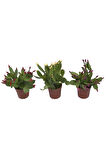 Schlumbergera Çiçeği - Yılbaşı Çiçeği 3 Adet Farklı Renk