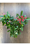 Euphorbia Milii - 3'lü Dikenler Tacı Set