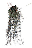 Kalp Kalbe Karşı Çiçeği - Ceropegia Woodii