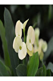 Euphorbia Milii White Dikenler Tacı Beyaz Ev Ofis Salon Iç Mekan Bitkisi - 25 Cm